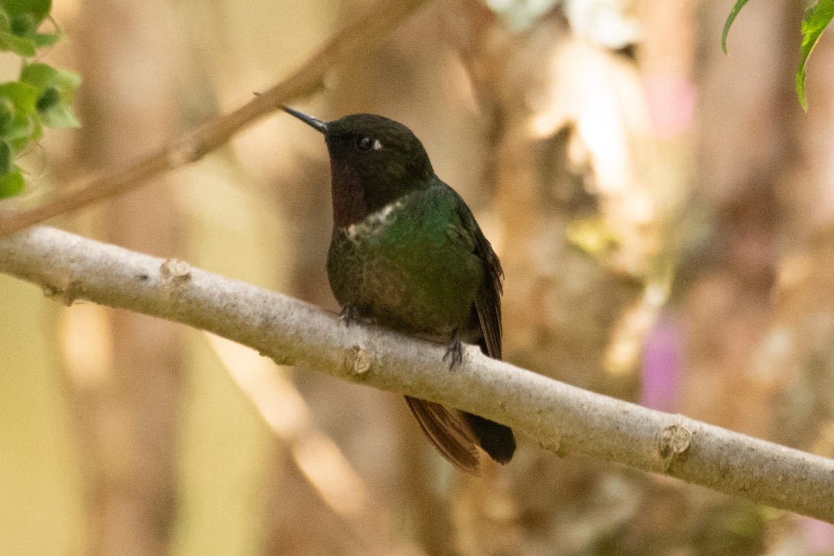 Héliange de Clarisse - ML647589512