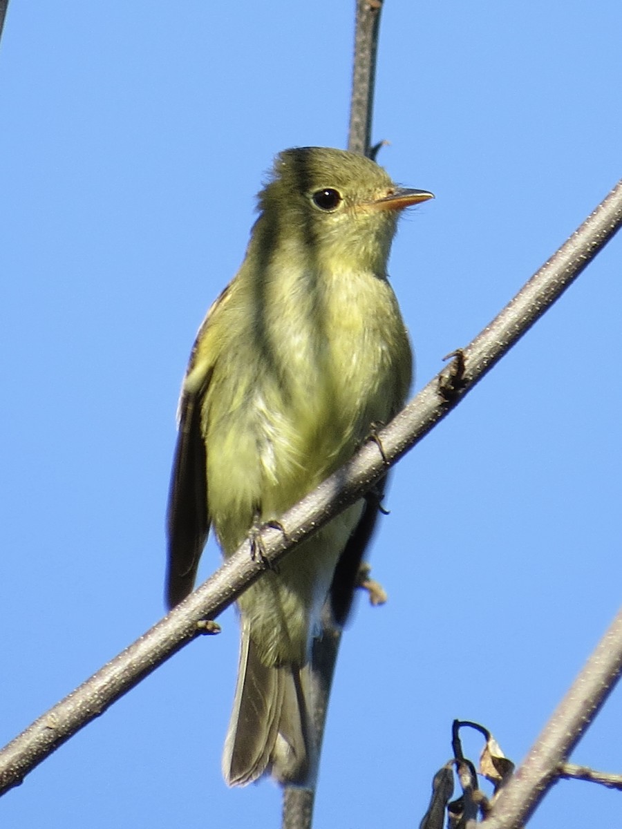 Moucherolle à ventre jaune - ML647589513
