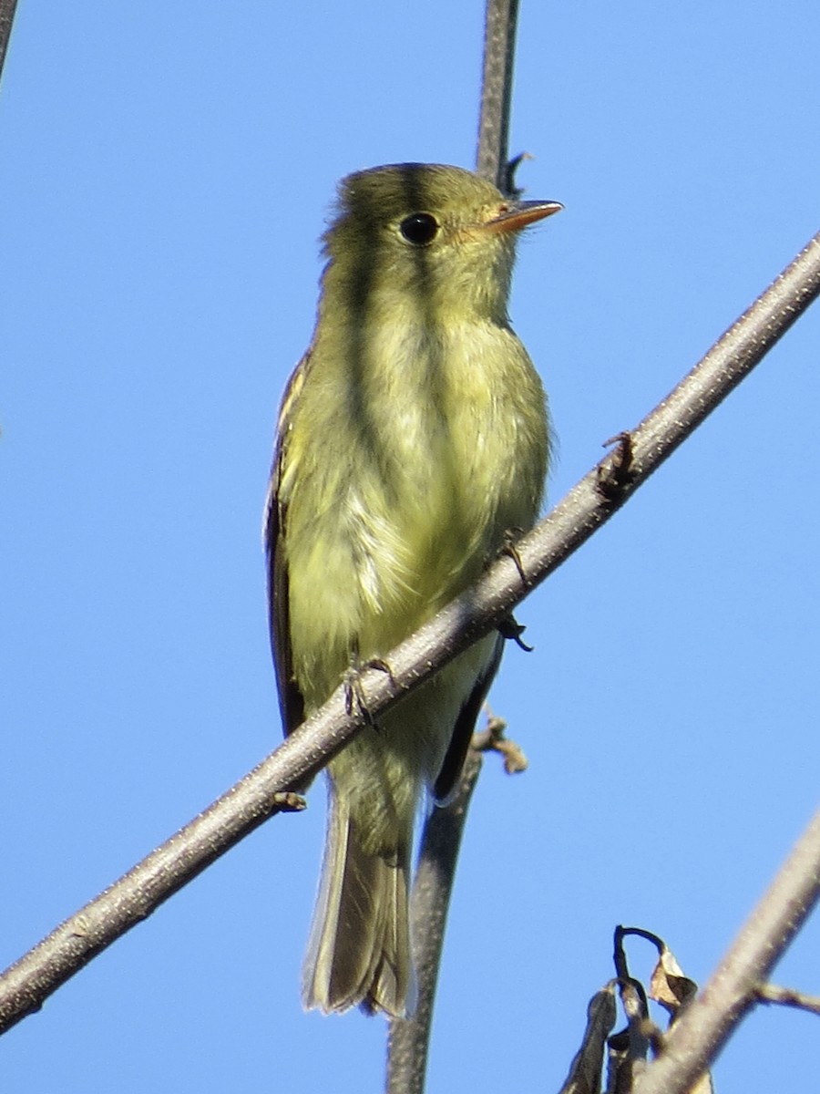 Moucherolle à ventre jaune - ML647589514