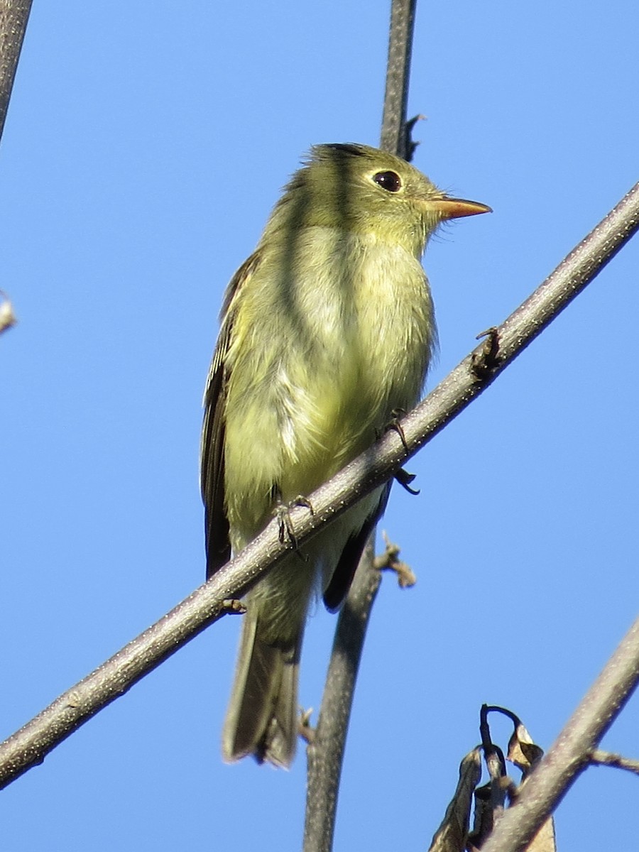 Moucherolle à ventre jaune - ML647589516