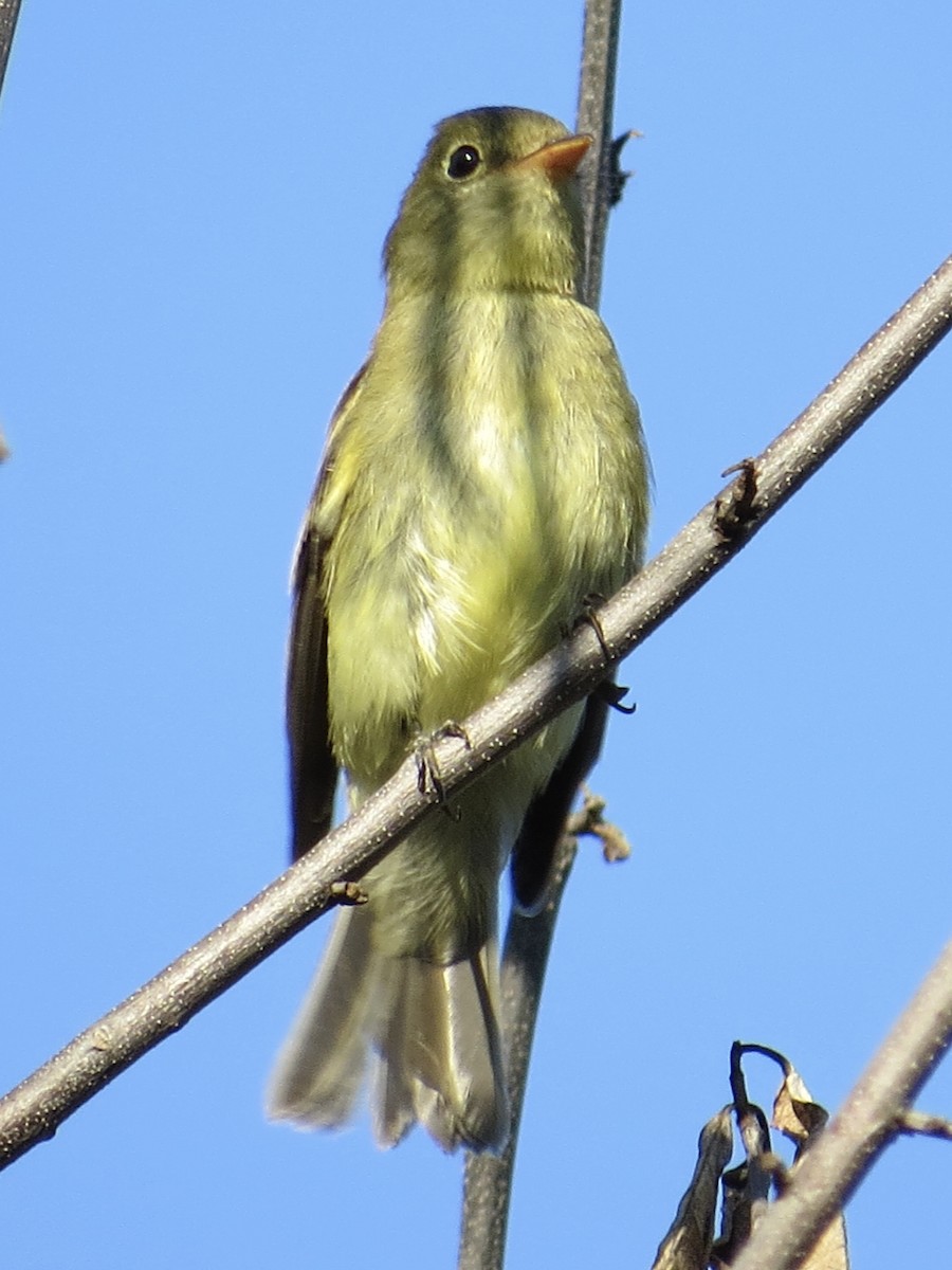 Moucherolle à ventre jaune - ML647589517