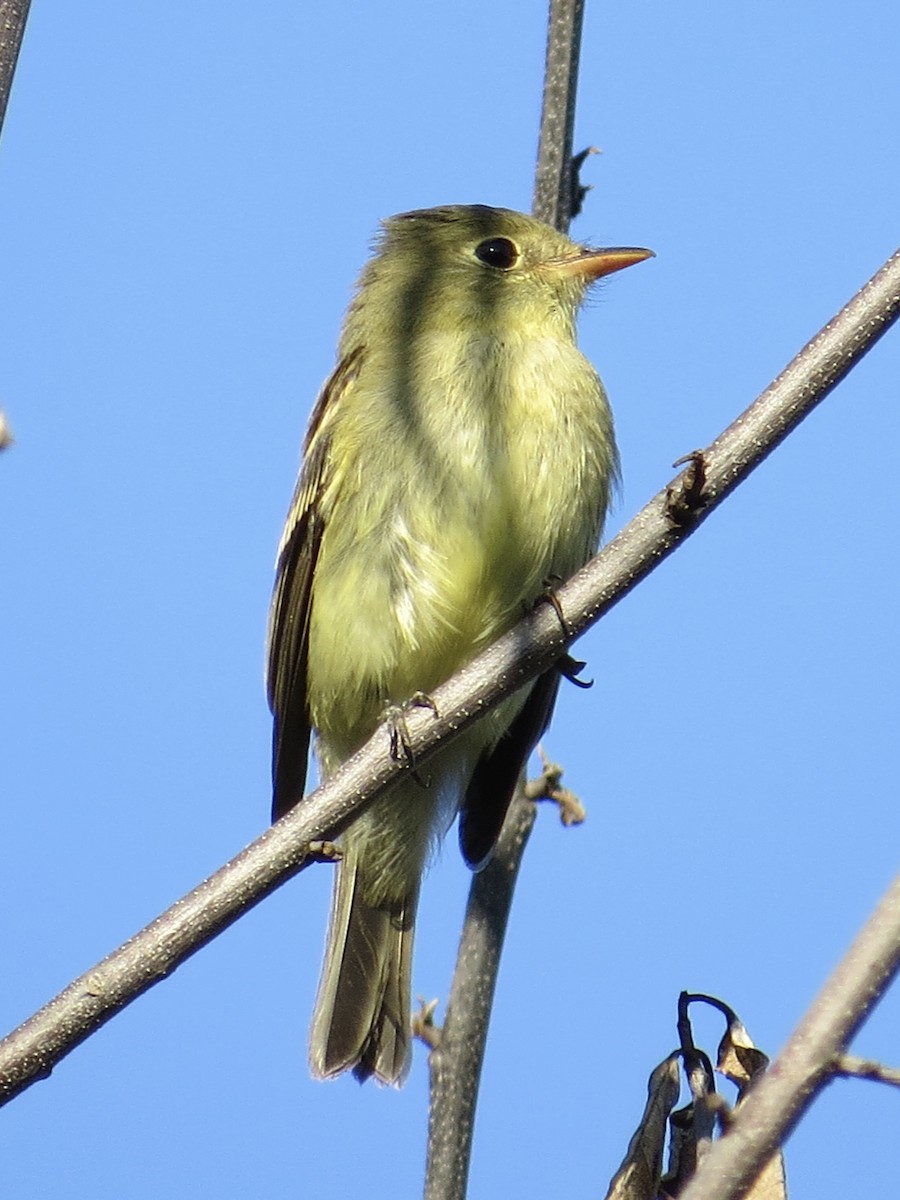 Moucherolle à ventre jaune - ML647589518