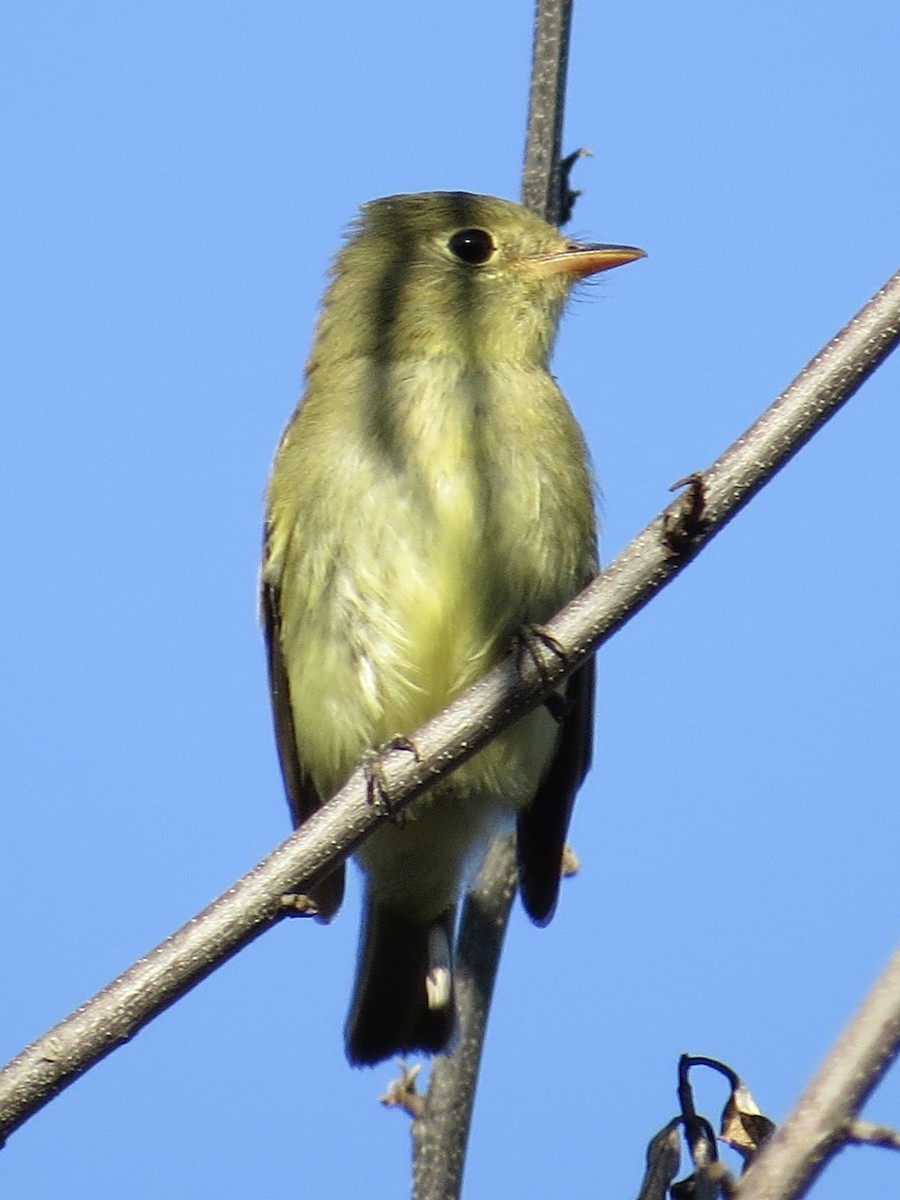 Moucherolle à ventre jaune - ML647589523
