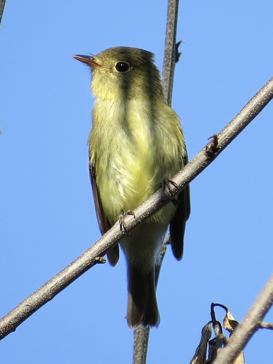 Moucherolle à ventre jaune - ML647589524