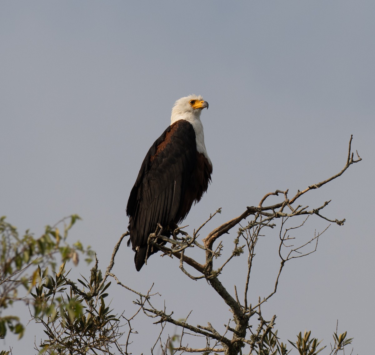 Pygargue vocifer - ML647589525