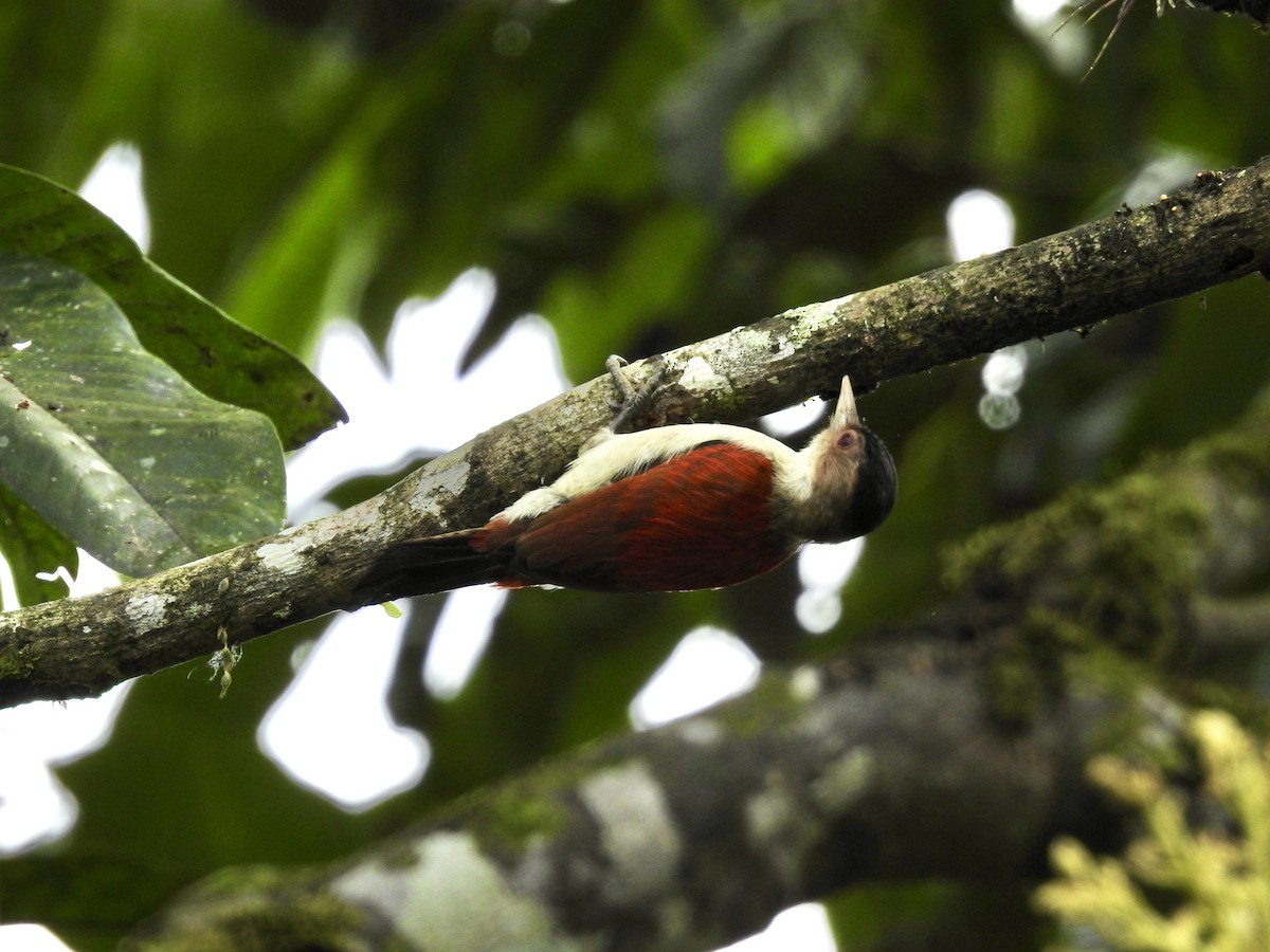 Pic rubin - ML647589526