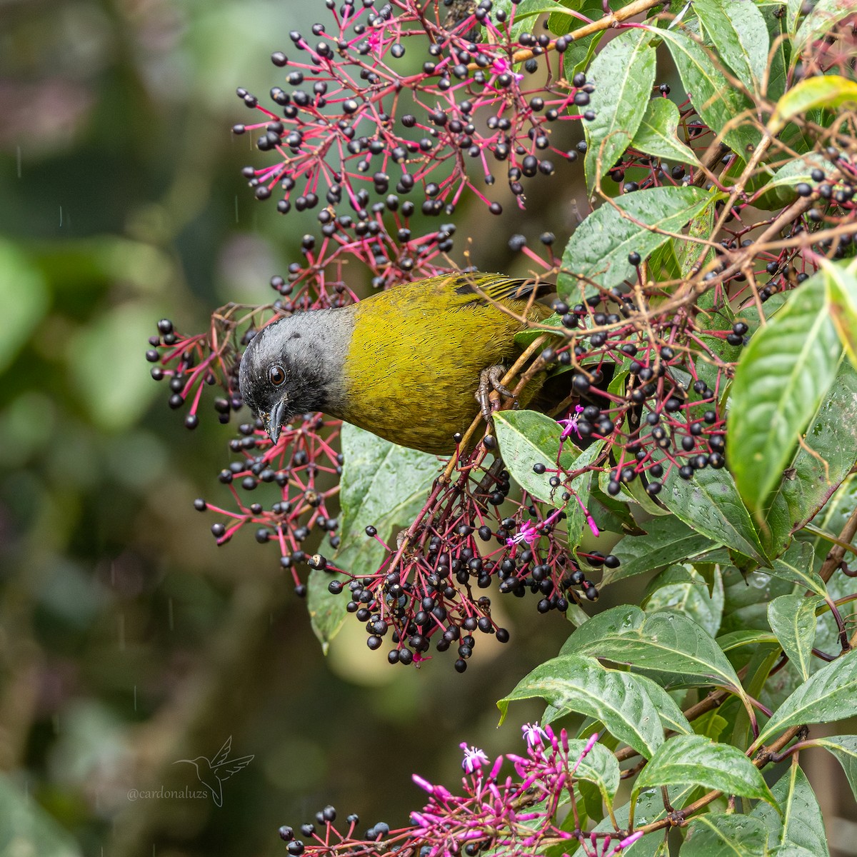 Tohi à grands pieds - ML647589527