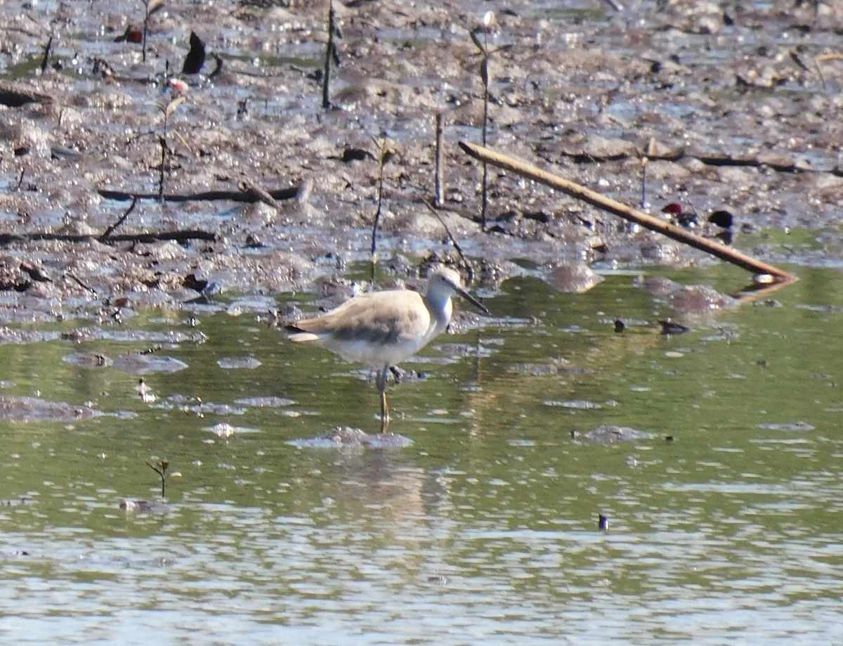 Chevalier semipalmé - ML647589529