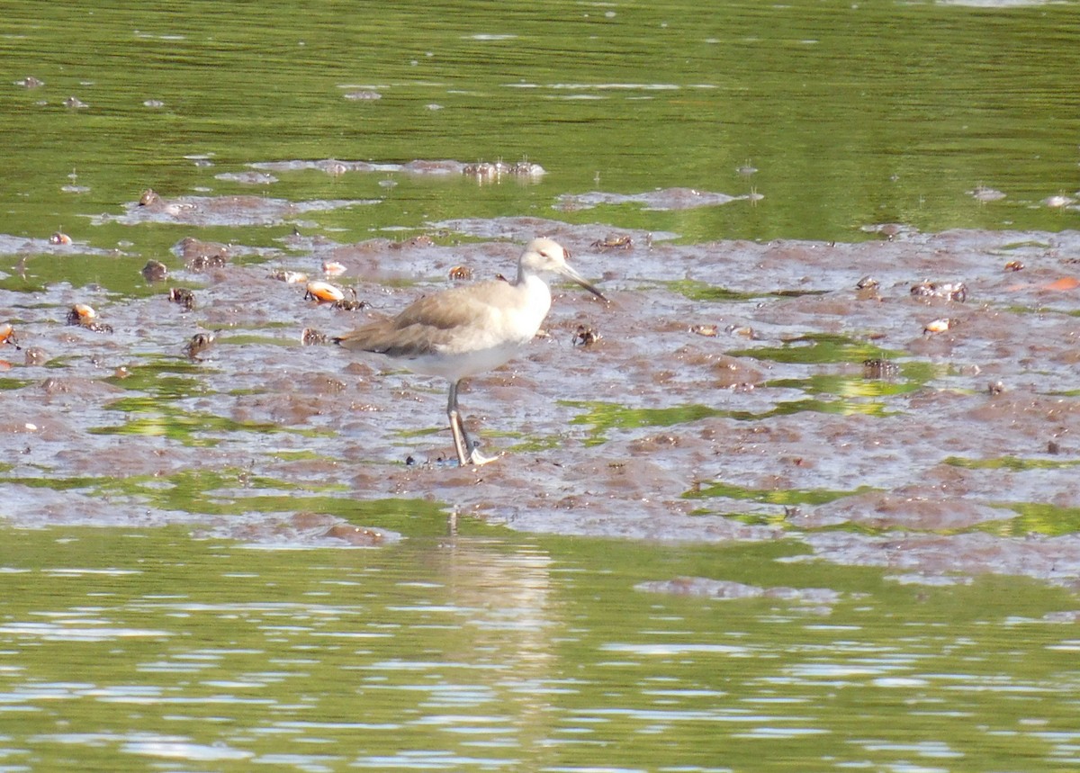 Chevalier semipalmé - ML647589530