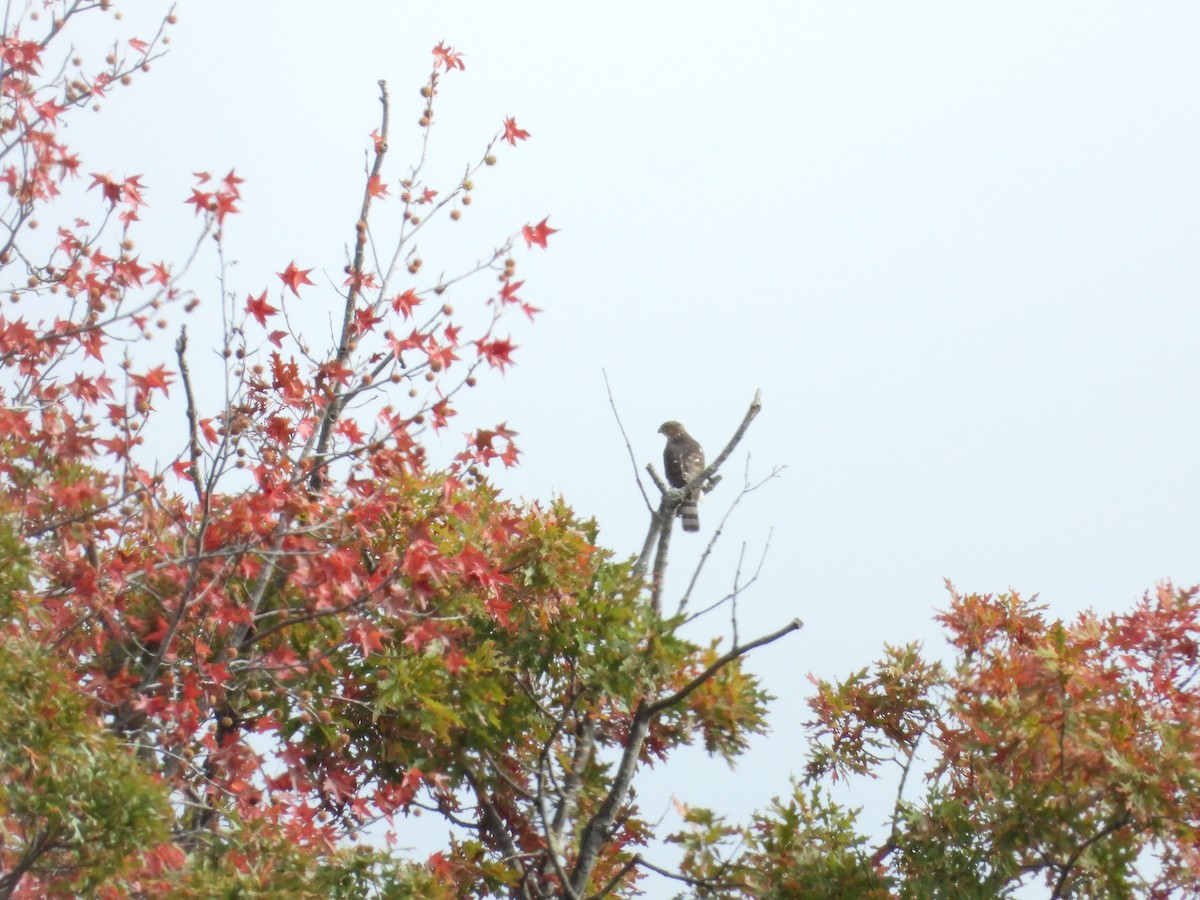 Épervier de Cooper - ML647589531