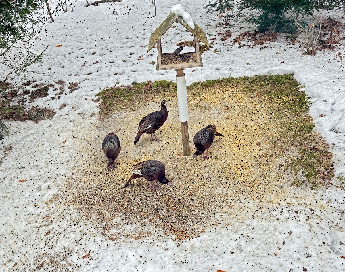 Dindon sauvage - ML647589534