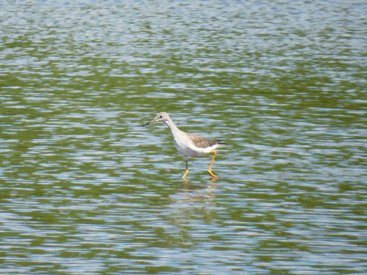 Grand Chevalier - ML647589537