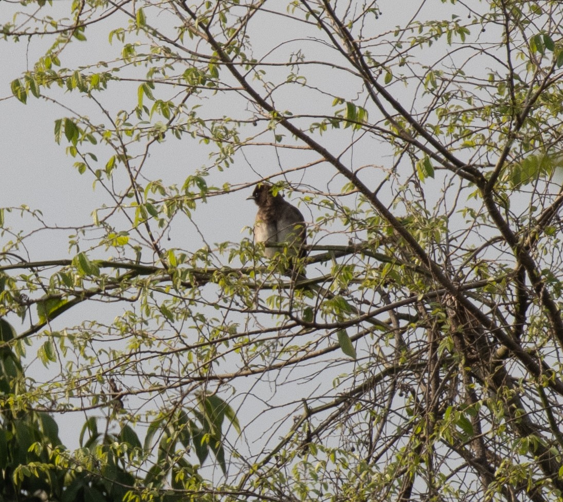 Bulbul des jardins - ML647589539