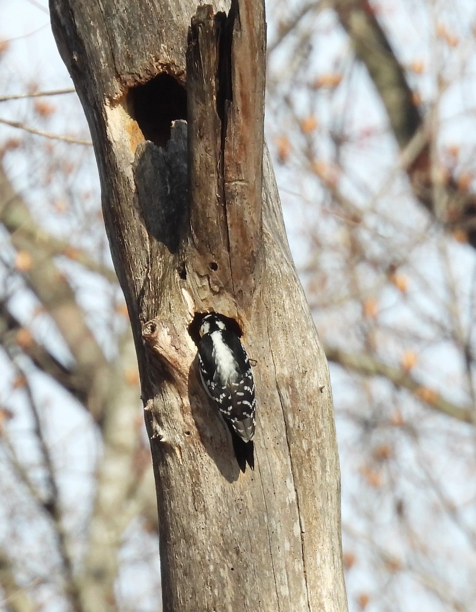 Pic chevelu - ML647589540