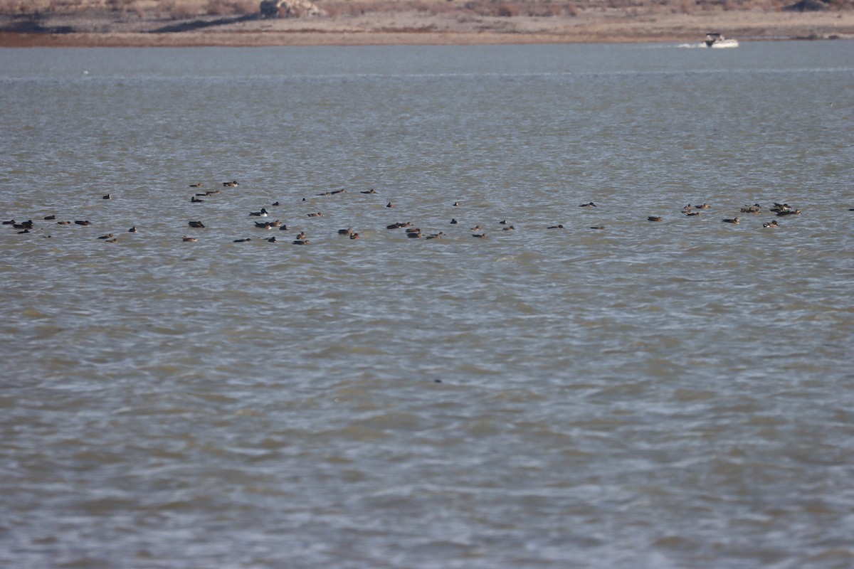 Zertzeta hegalurdina - ML647589543