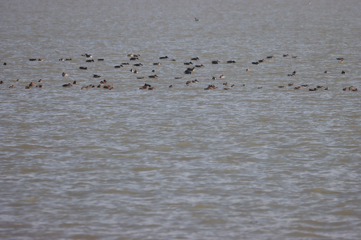 Zertzeta hegalurdina - ML647589557