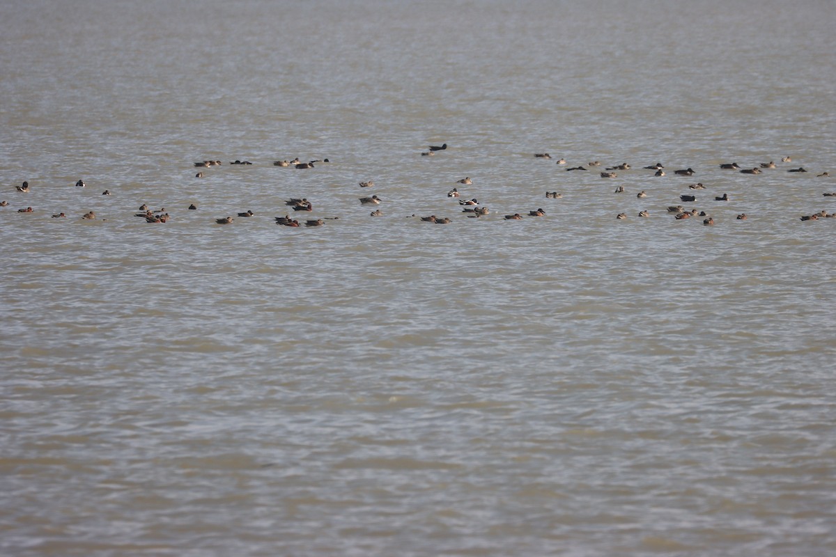 Zertzeta hegalurdina - ML647589574