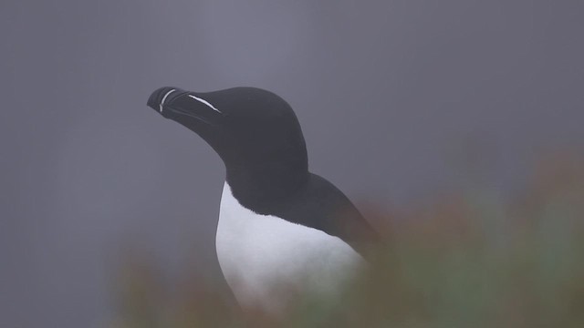 Гагарка - ML647589592