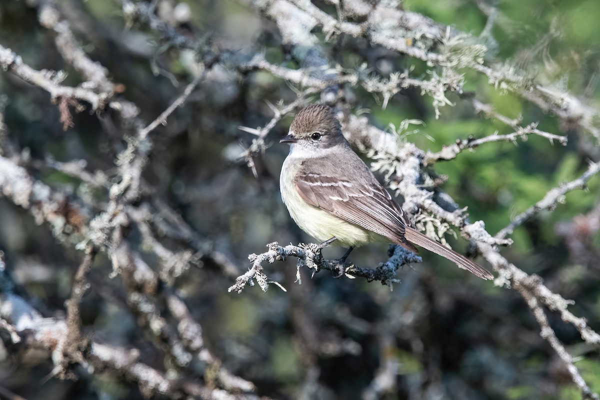 Southern Scrub-Flycatcher - ML647589594