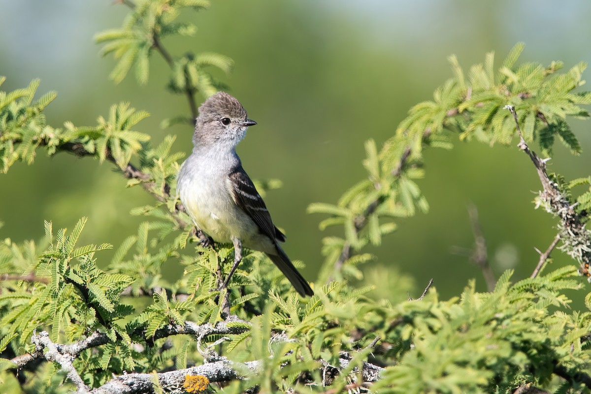 Southern Scrub-Flycatcher - ML647589595