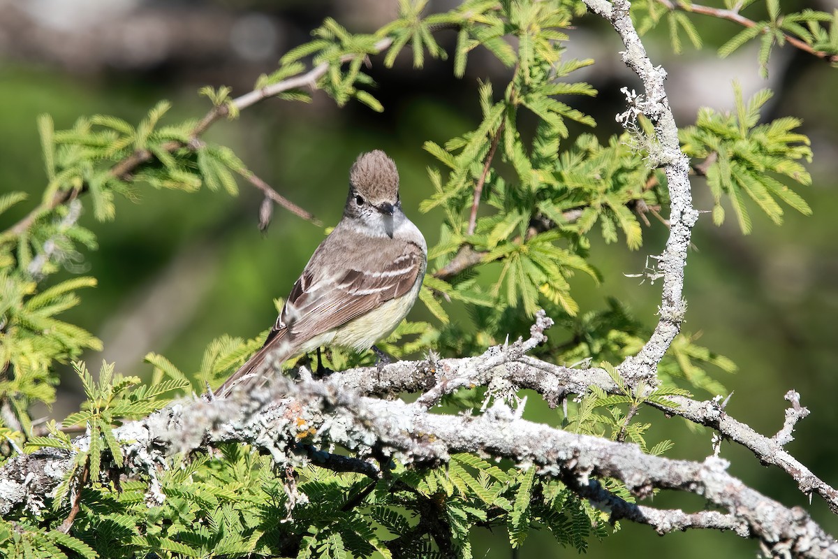 Southern Scrub-Flycatcher - ML647589597