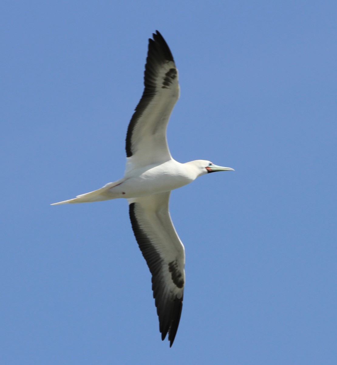 Сула червононога - ML647589606