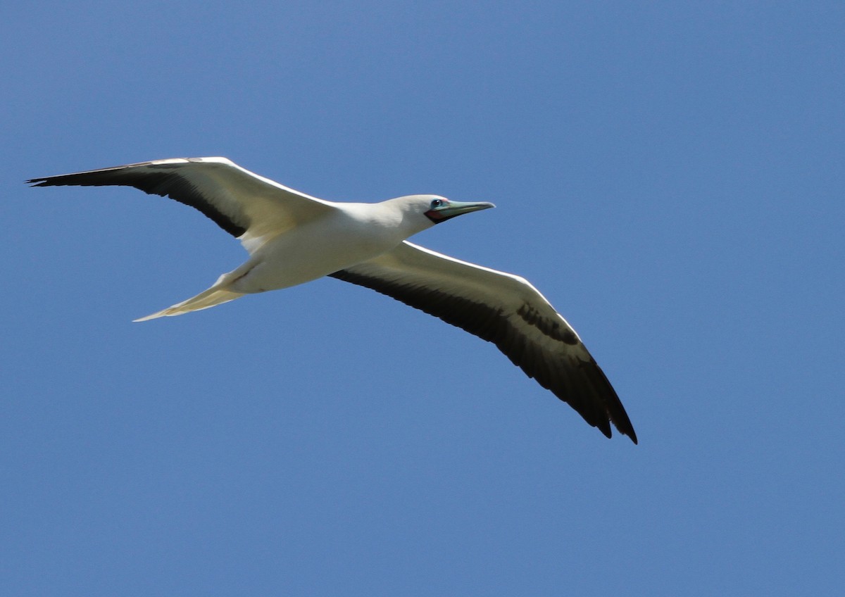 Сула червононога - ML647589630