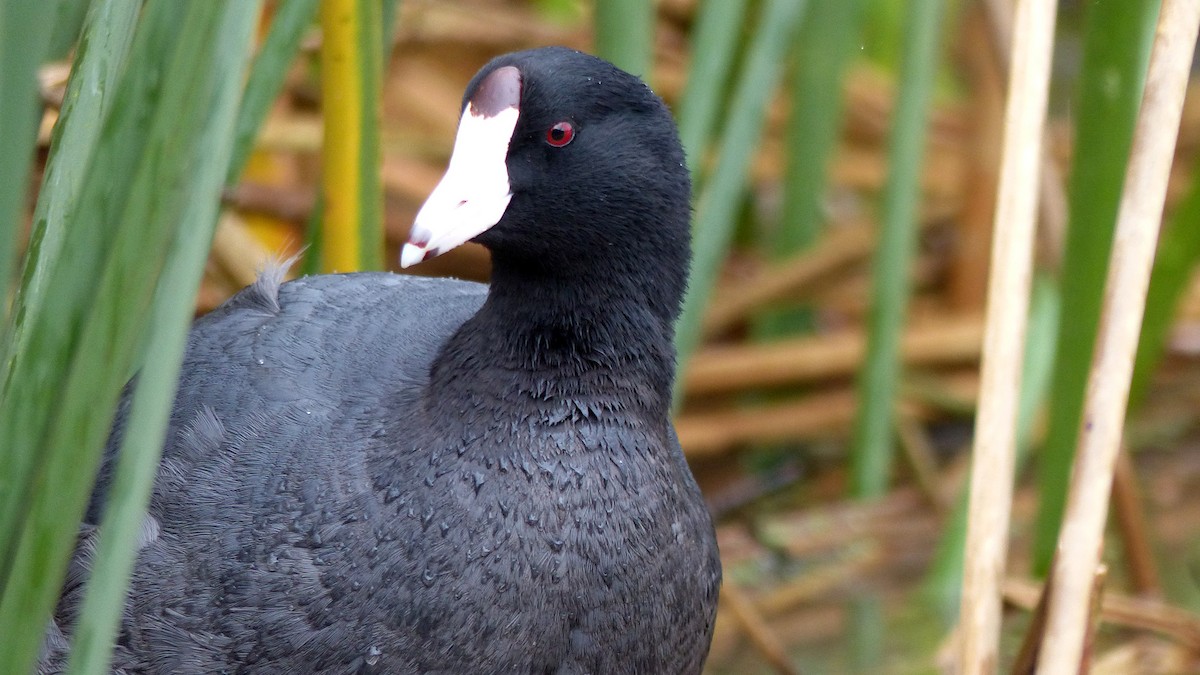 American Coot - ML647589674