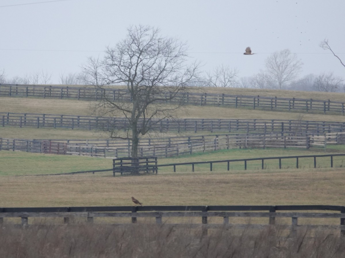 moták severoamerický - ML647589676