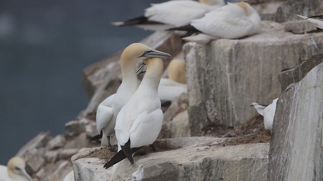 Северная олуша - ML647589677