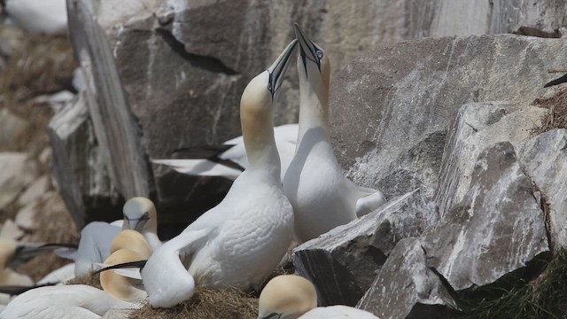 Северная олуша - ML647589678