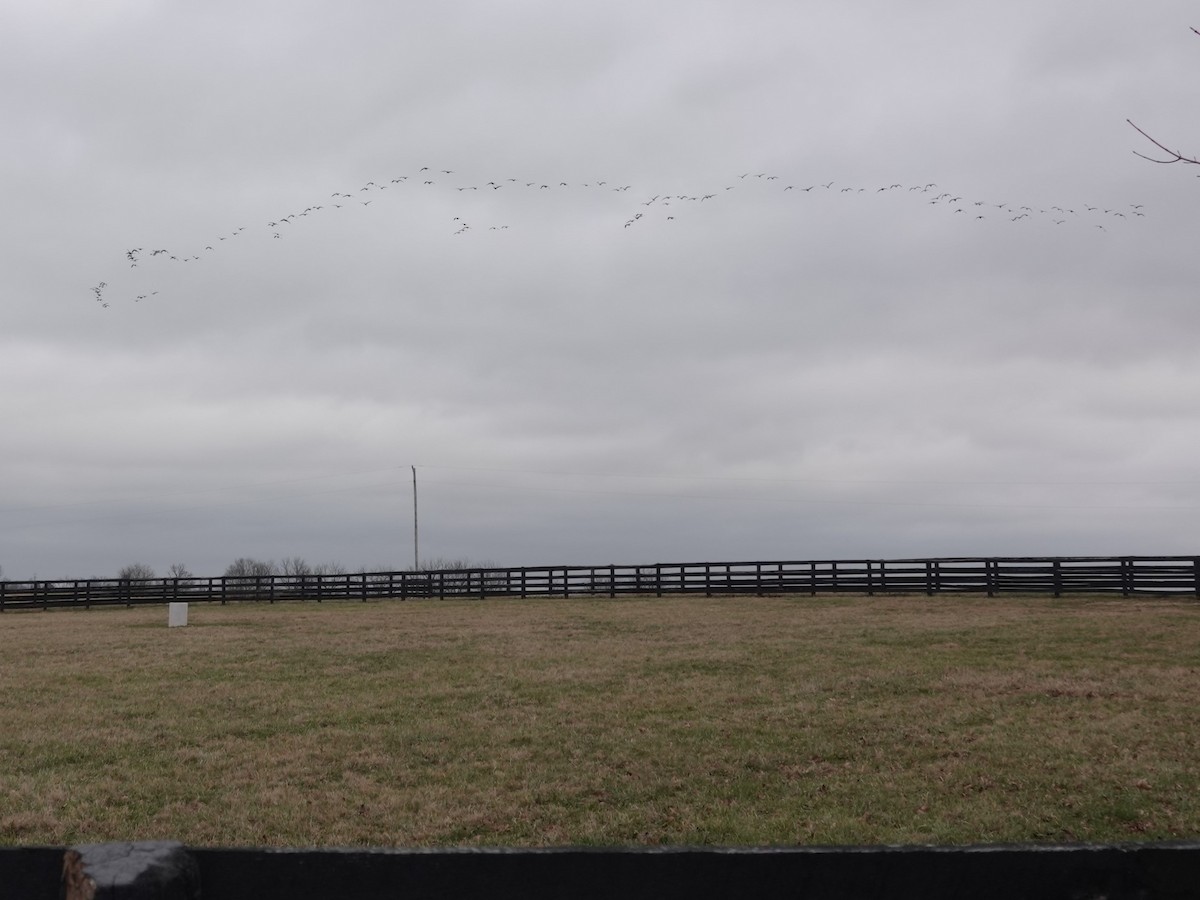 moták severoamerický - ML647589681