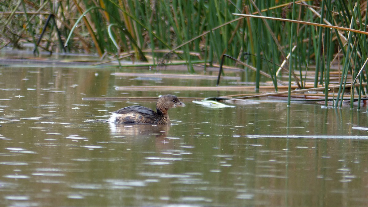 Pied-billed Grebe - ML647589687