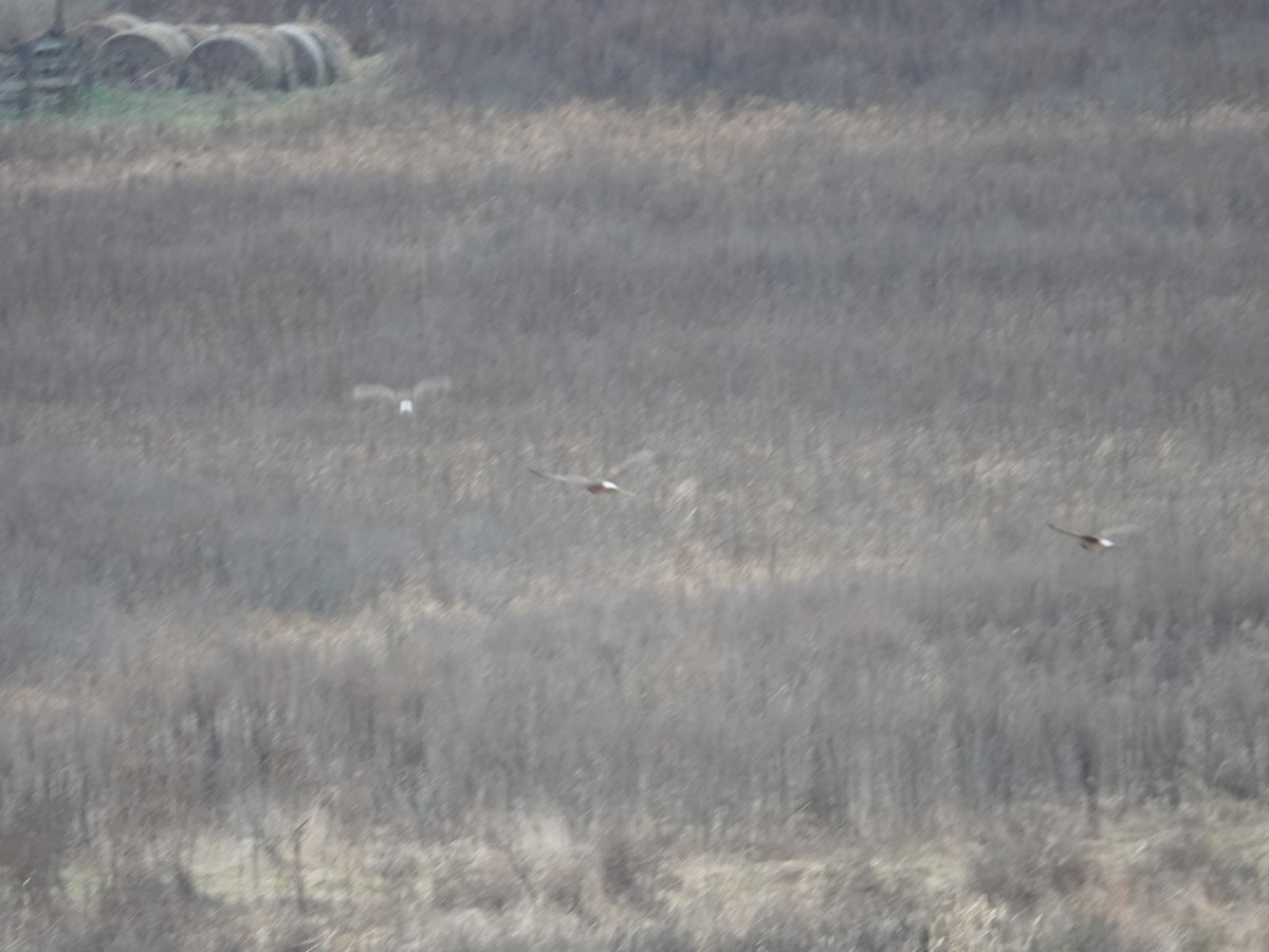 moták severoamerický - ML647589693