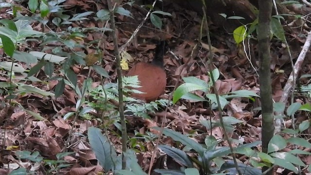 Great Curassow - ML647589695