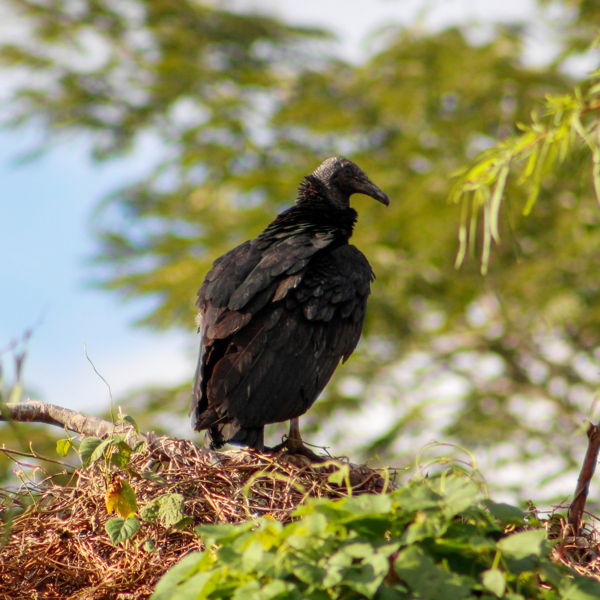 Чёрная катарта - ML647589709