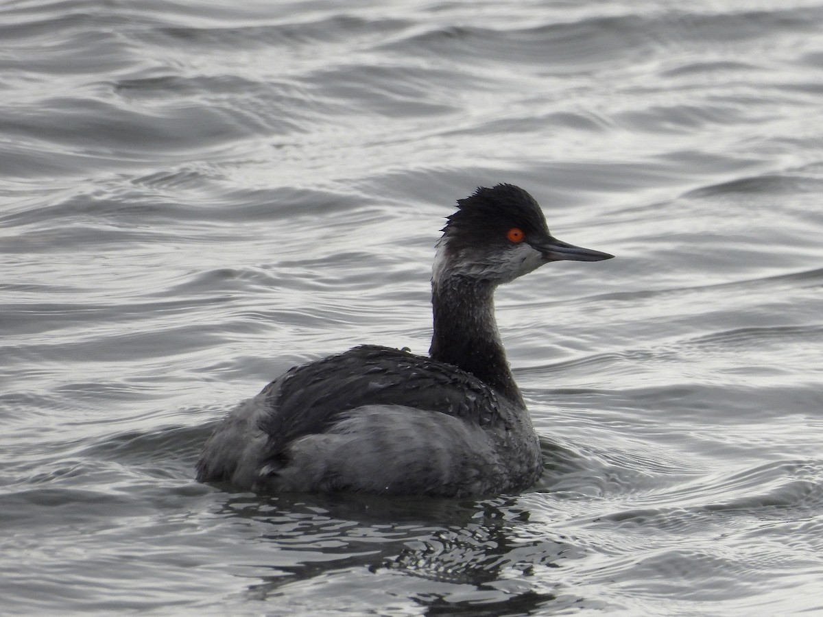 Grèbe à cou noir - ML647589710