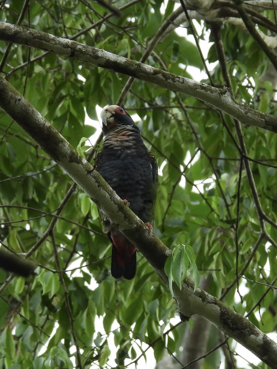 Loro Senil - ML647589711