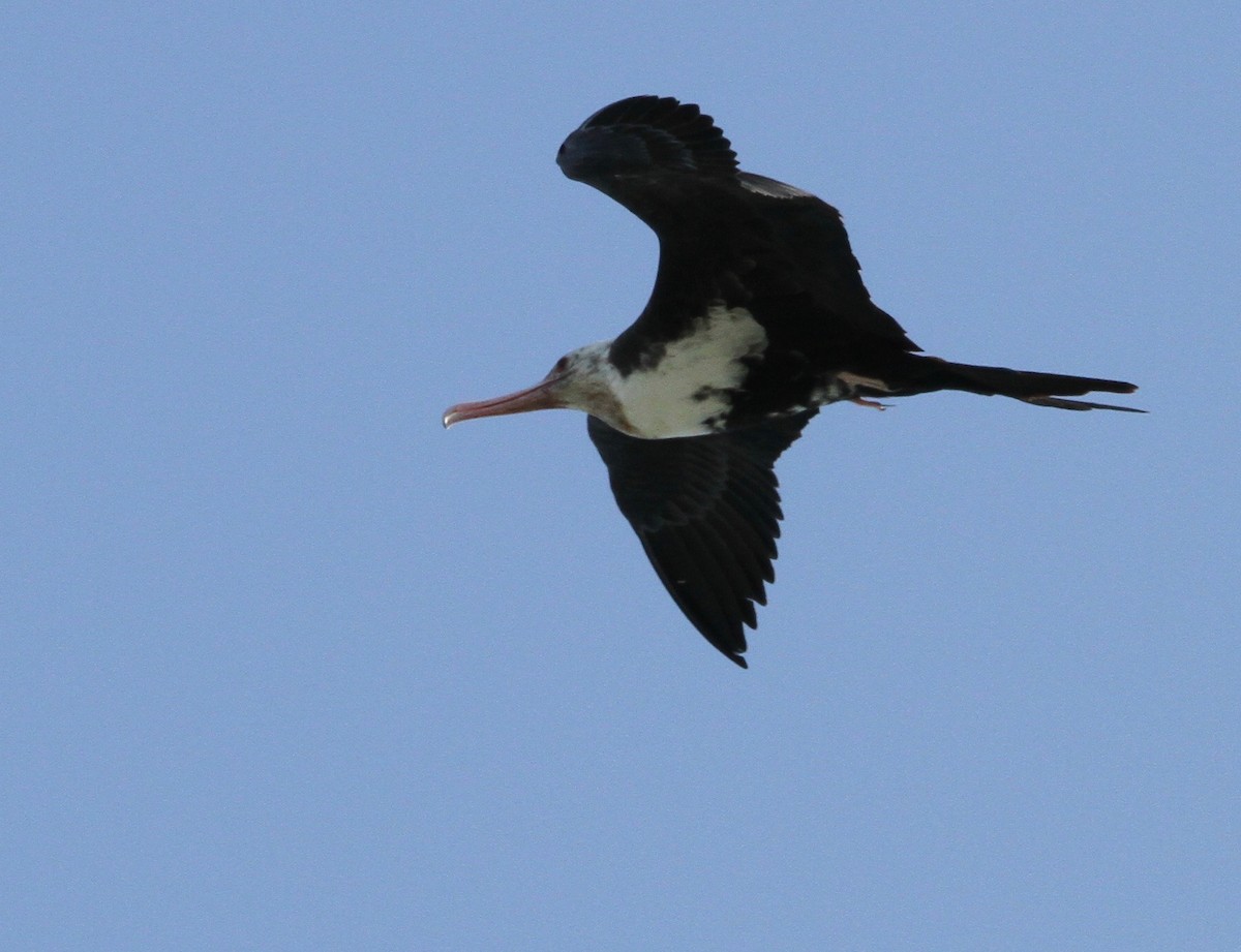 פריגט גדול - ML647589712