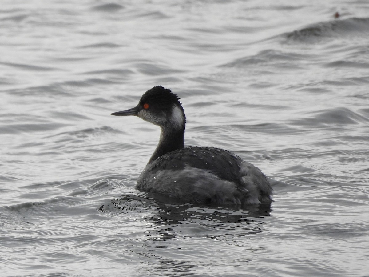 Grèbe à cou noir - ML647589719