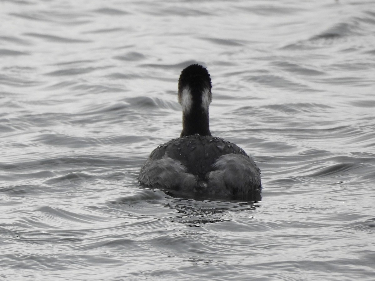 Grèbe à cou noir - ML647589730