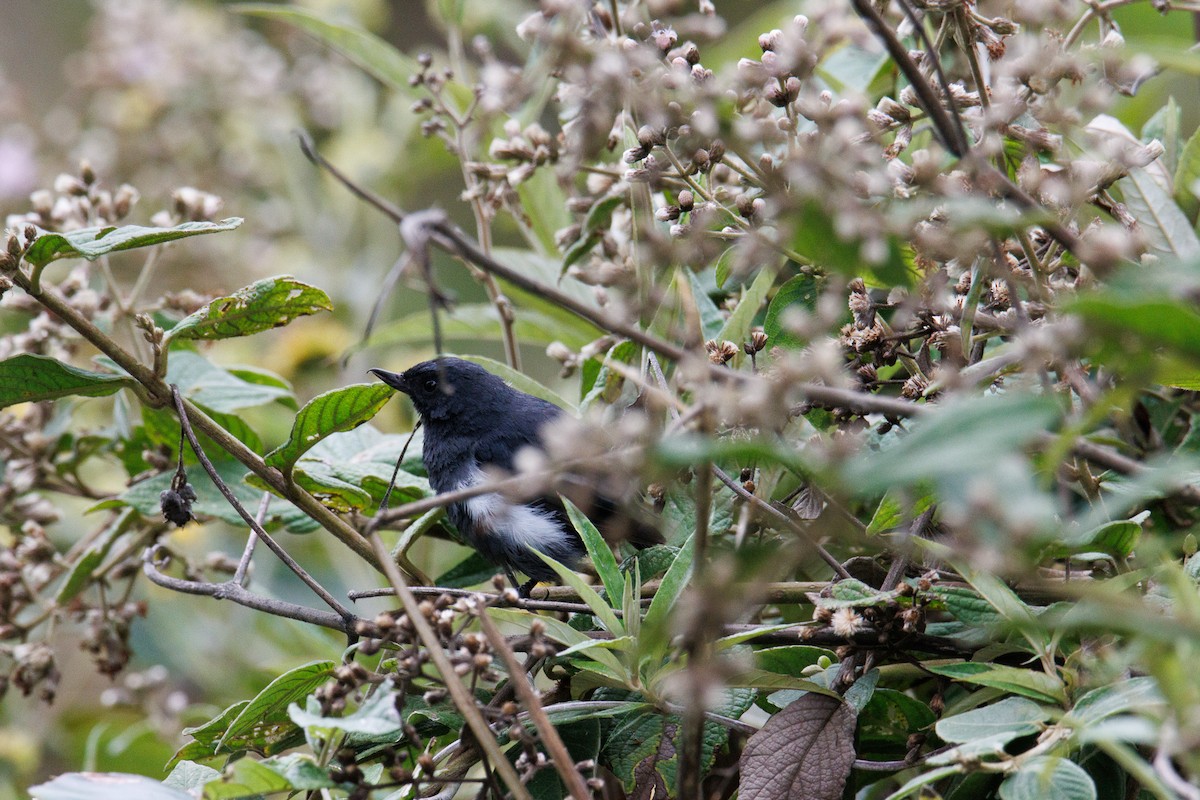 Pinchaflor Flanquiblanco - ML647589731