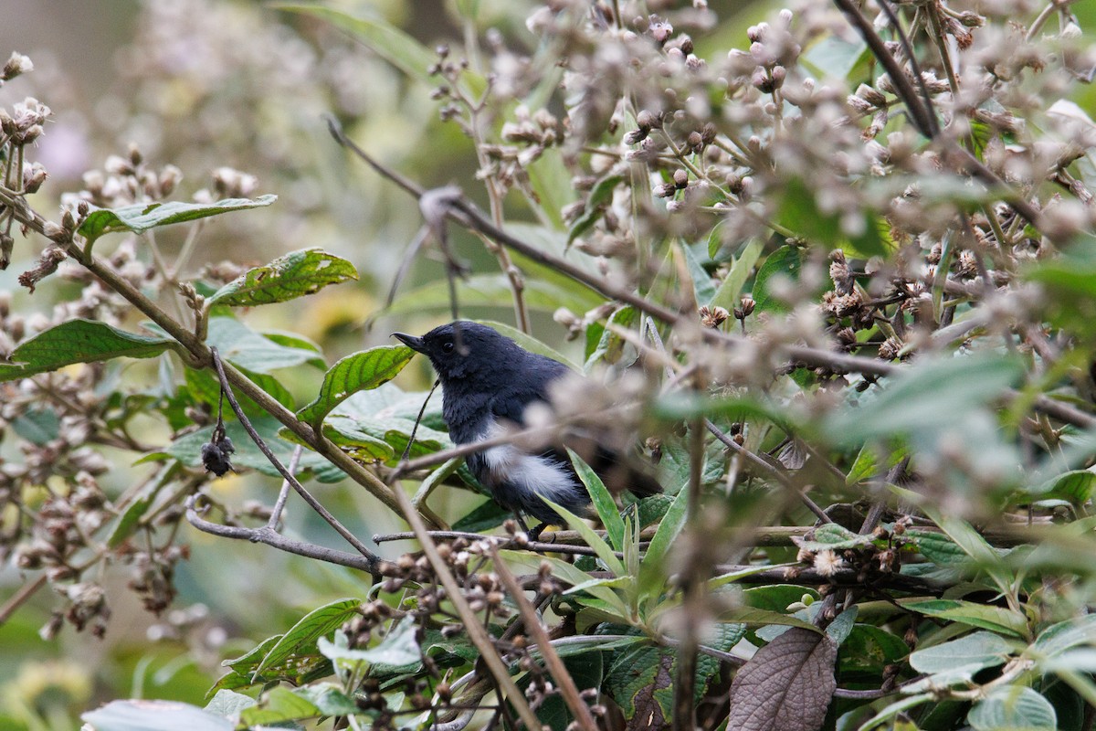 Pinchaflor Flanquiblanco - ML647589733