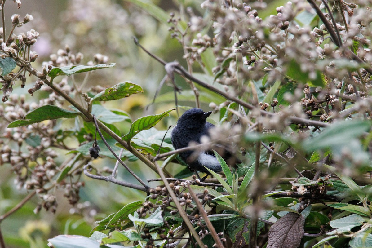 Pinchaflor Flanquiblanco - ML647589734