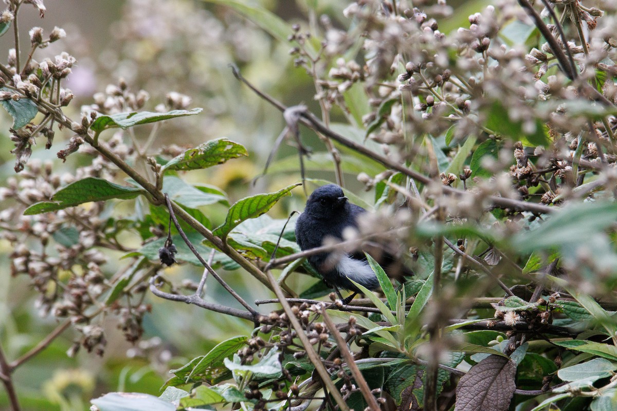 Pinchaflor Flanquiblanco - ML647589735