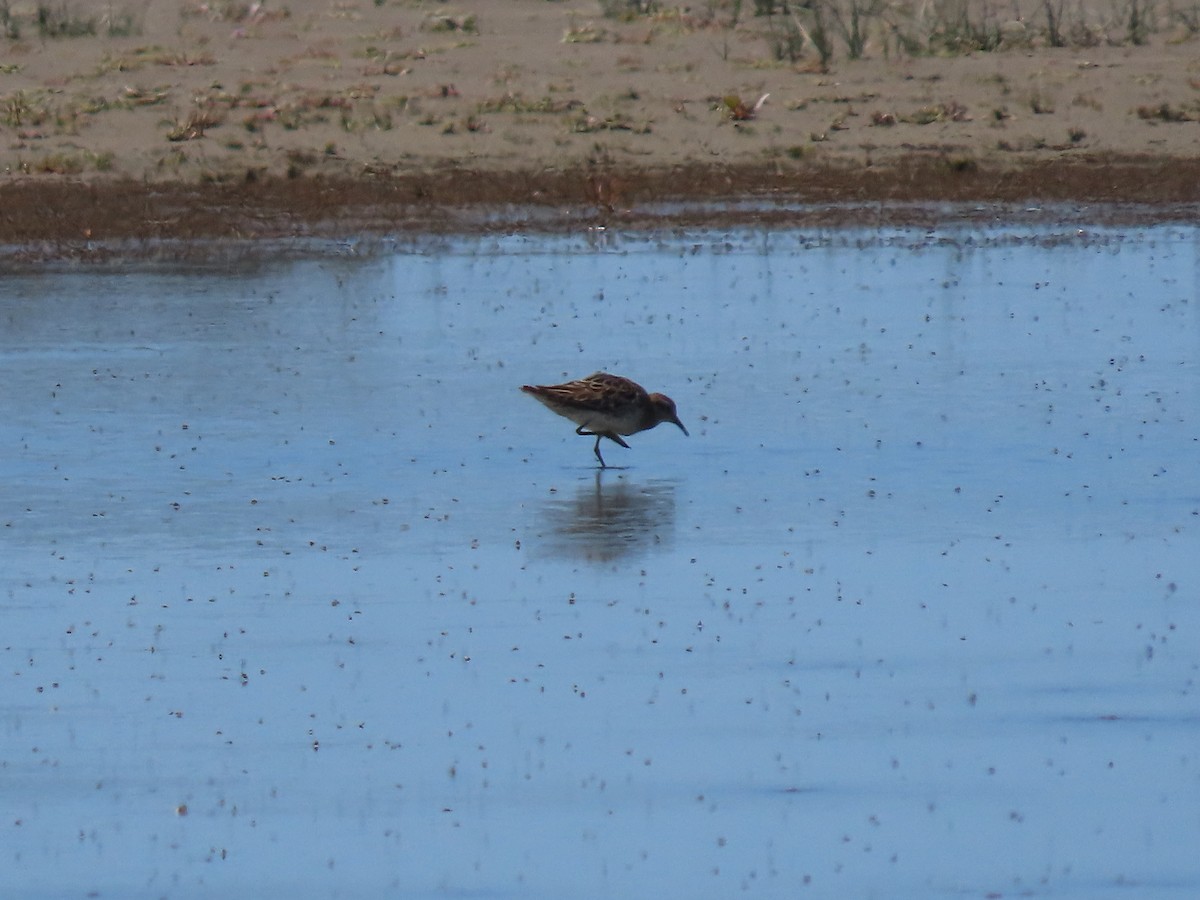 Calidris sp. (peep sp.) - ML647589739