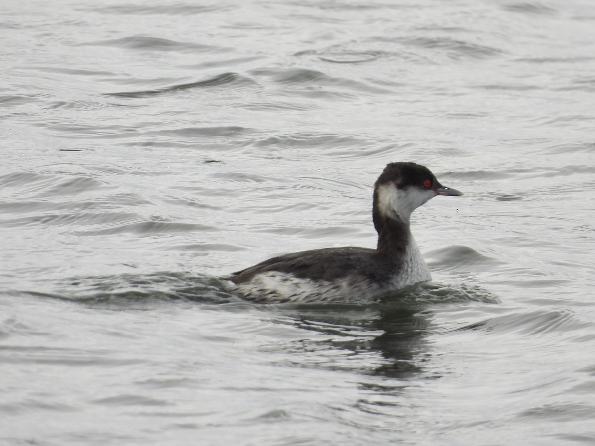 Grèbe à cou noir - ML647589747