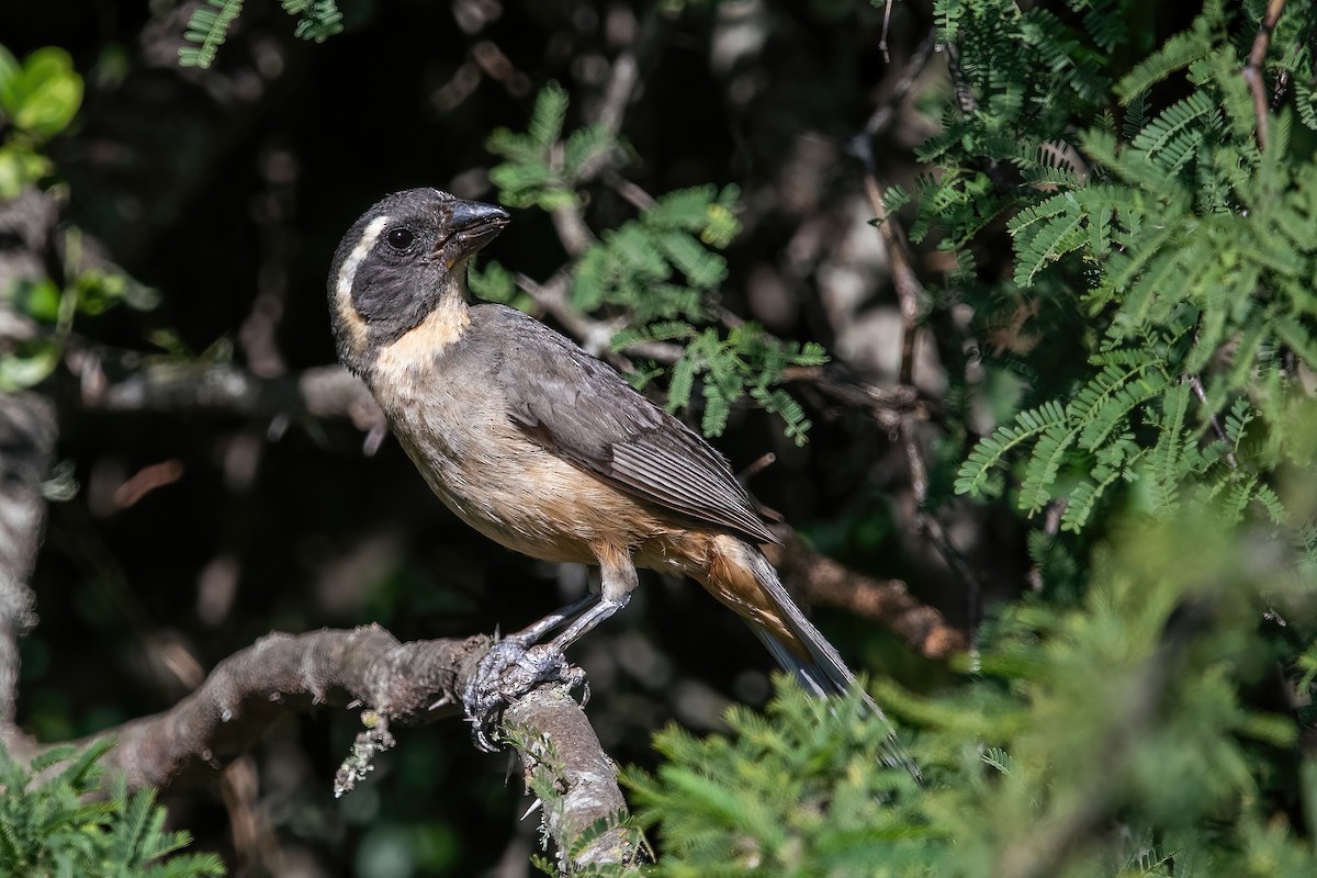 Golden-billed Saltator - ML647589754