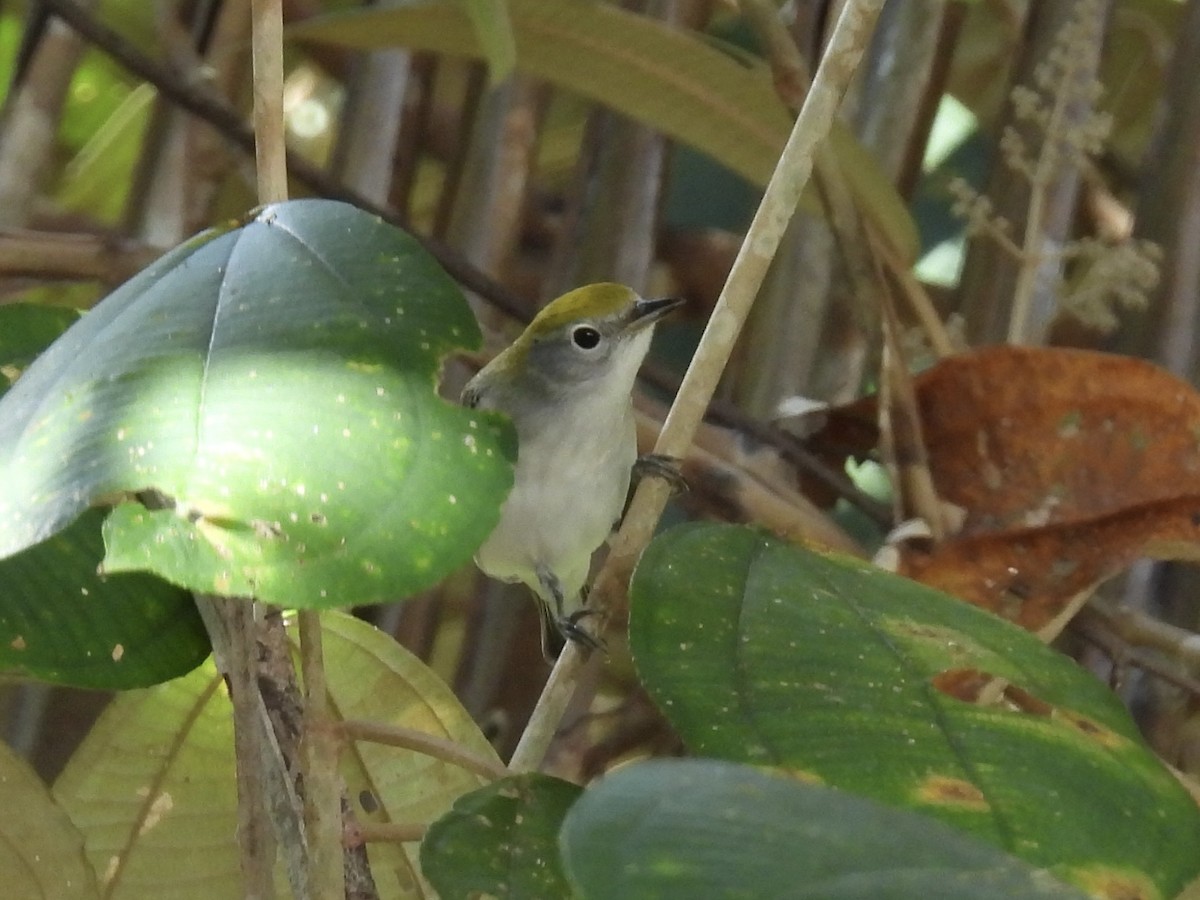 lesňáček rezavoboký - ML647589783