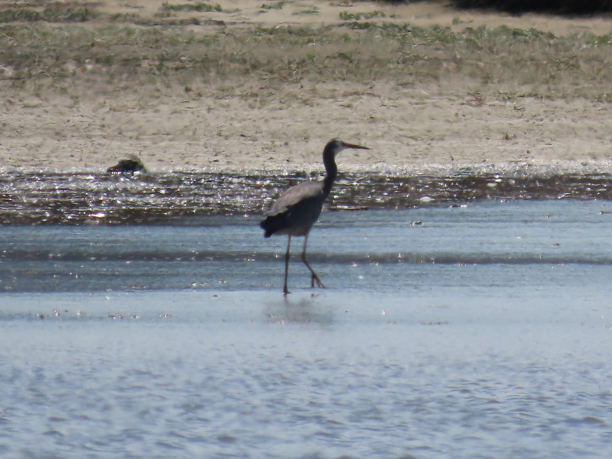 Чепура австралійська - ML647589786